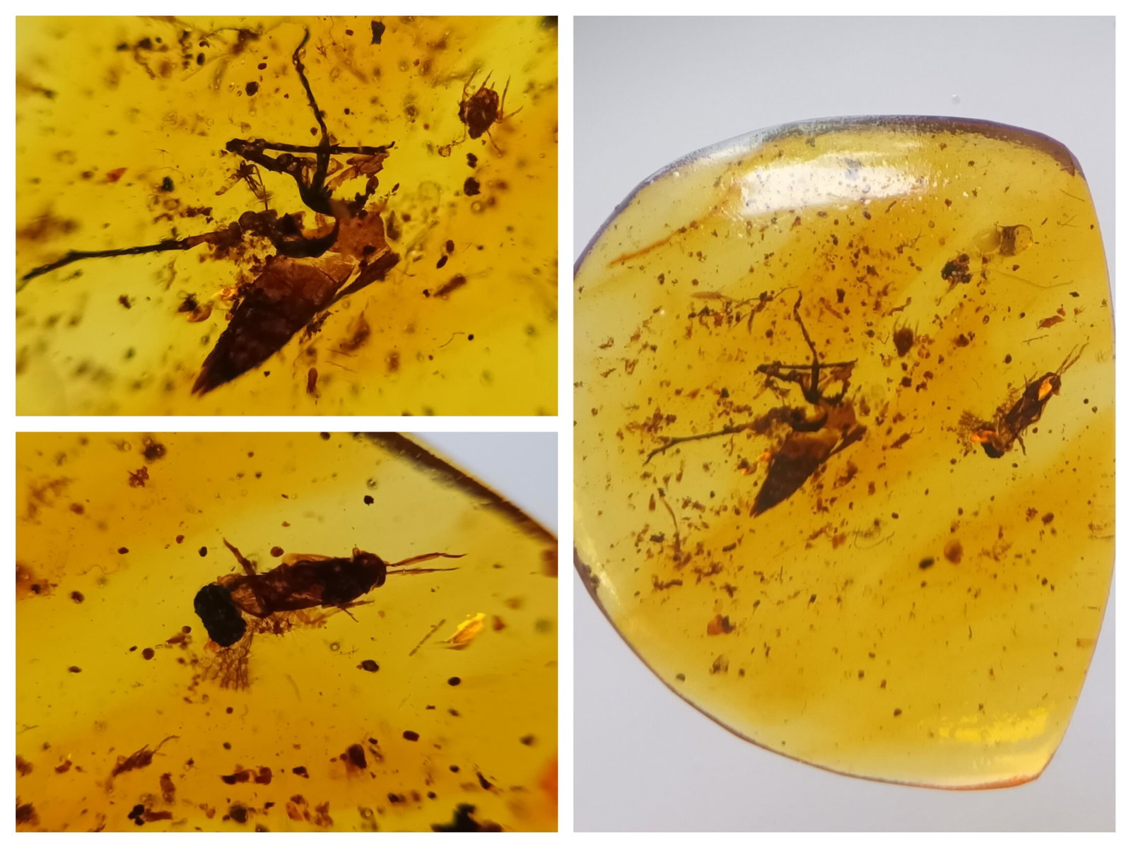 100 MILL YEARS OLD BURMITE AMBER WITH WASP: Title: 100 MILL YEARS OLD BURMITE AMBER WITH WASP Origin: Hukawang Valley, Kachin State, Myanmar Size: 2.1x1.7x0.4 cm / 0.94 gram transparent dark yellow burmite amber with wasp and other insect Reser