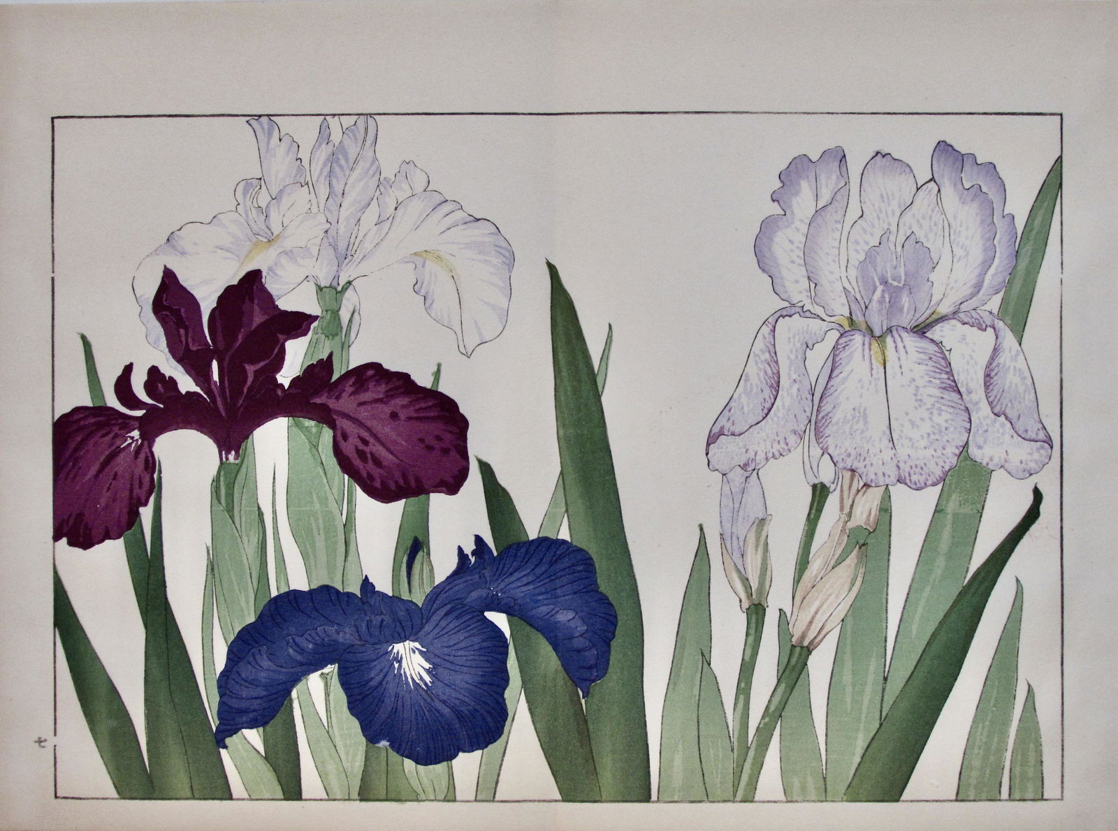 Konan Tamigami: Iris (1 of 2)