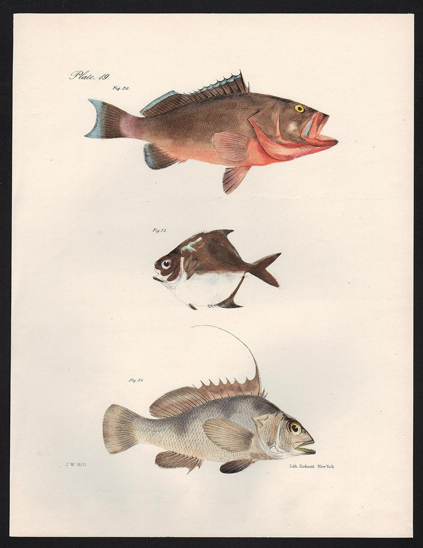 Scarce Ltd. Ed. lithograph of NY fish, Pt. 19, DeKay 1842 (1 of 3)