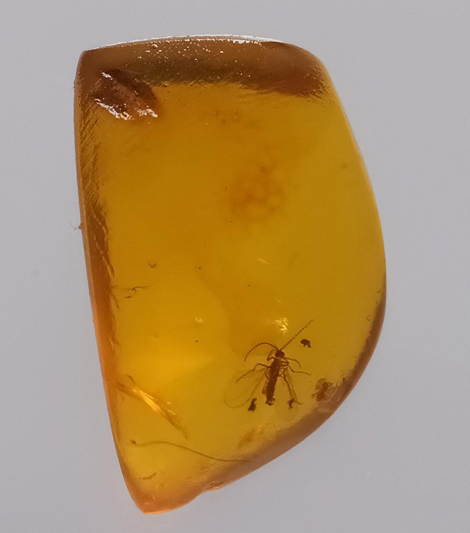 100 MILL YEARS OLD BURMITE AMBER WITH FLY: Title: 100 MILL YEARS OLD BURMITE AMBER WITH FLY Origin: Hukawang Valley, Kachin State, Myanmar Size: 2x1x0.5 cm / 0.45 gram Description: translucent yellow burmite amber with flyvery good Reserve: $1