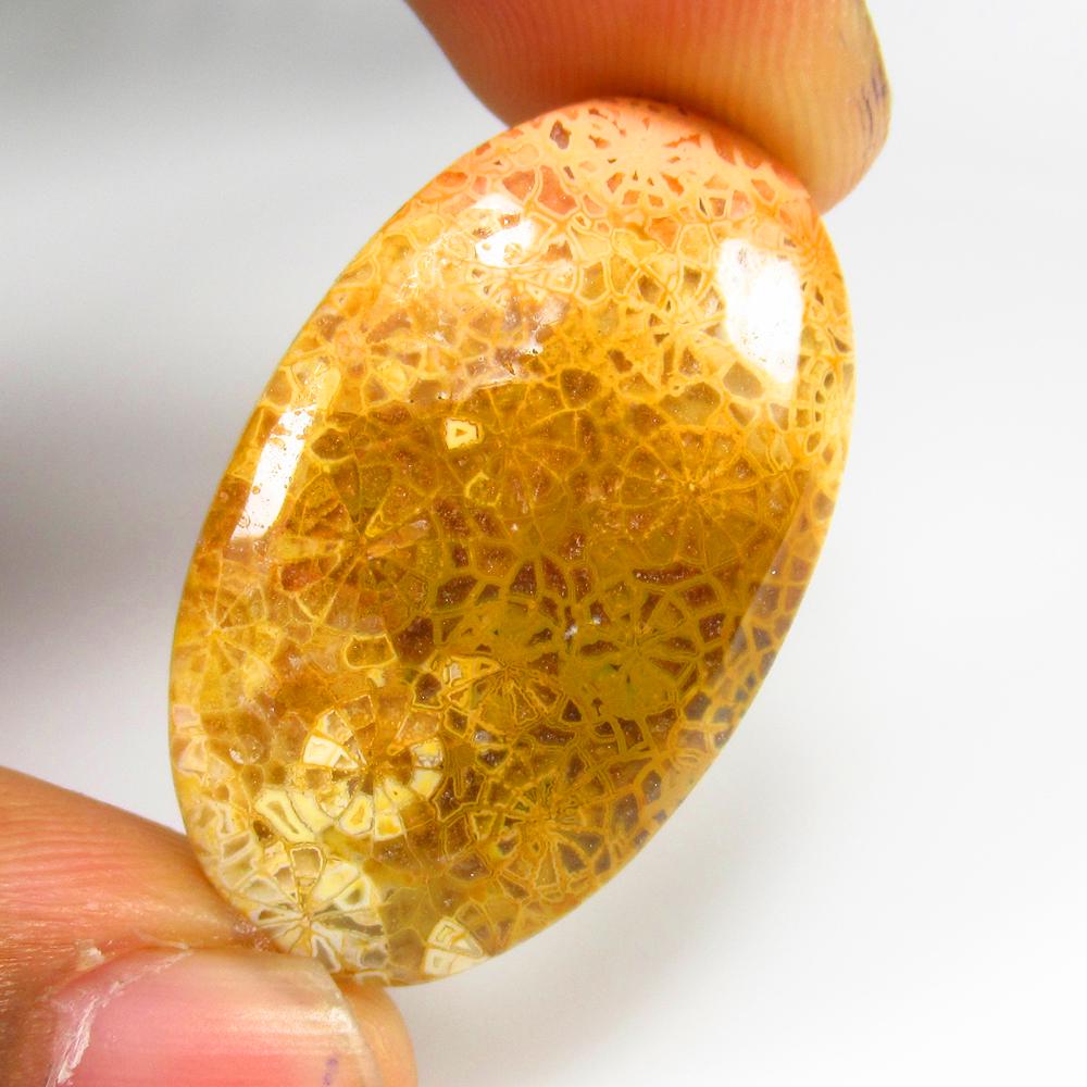 24.49 Ct - Natural Fossil Coral (1 of 2)