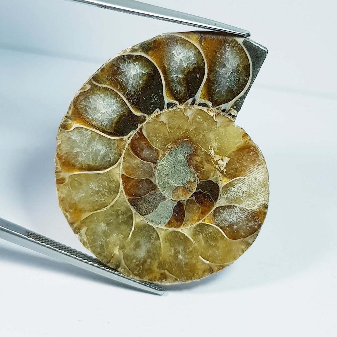 93.58 ctz Natural  Ammonite Fossil Seashell Snail Gemstone (1 of 4)