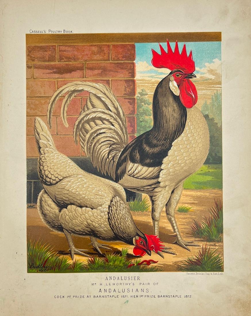 Antique Bird Print - Ornithology - Andalusians - Joseph Ludlow - London - 1880 (1 of 2)