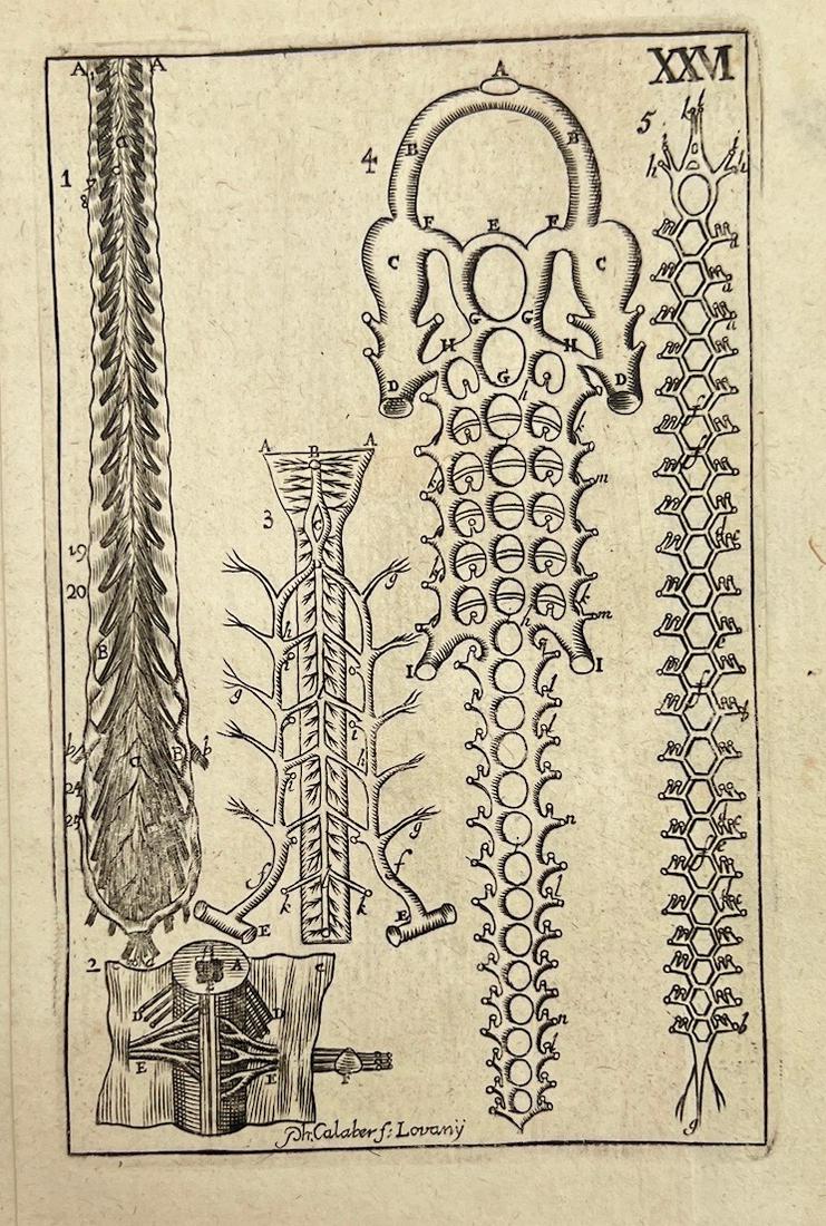 Antique Anatomy Print - Spinal Cord - Plate XXVI - Philip Verheyen - Belgium (1 of 3)