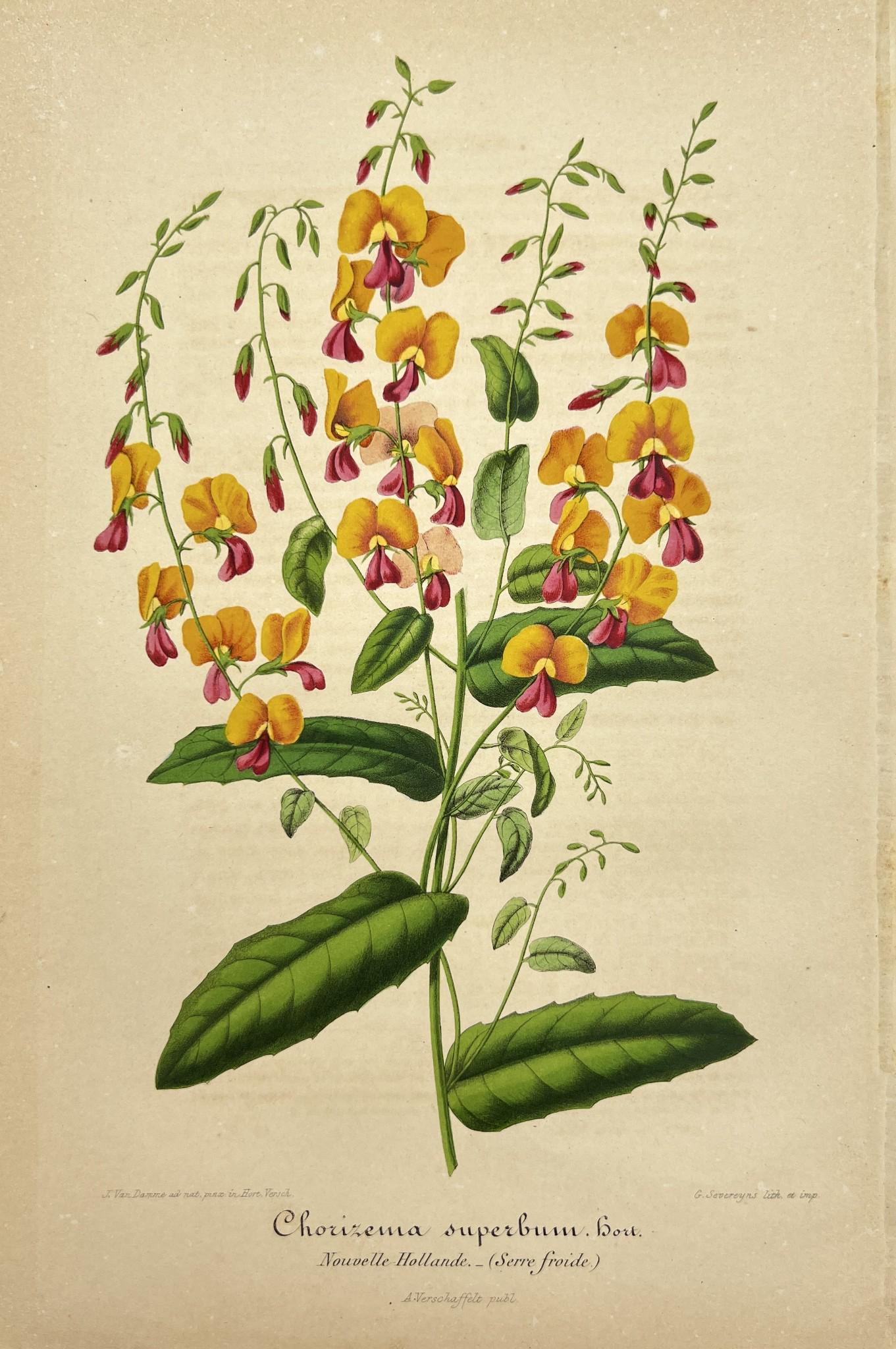 Antique Botanical Print - Chorizema - Fabaceae - Flowering Plant - Botany Art (1 of 3)