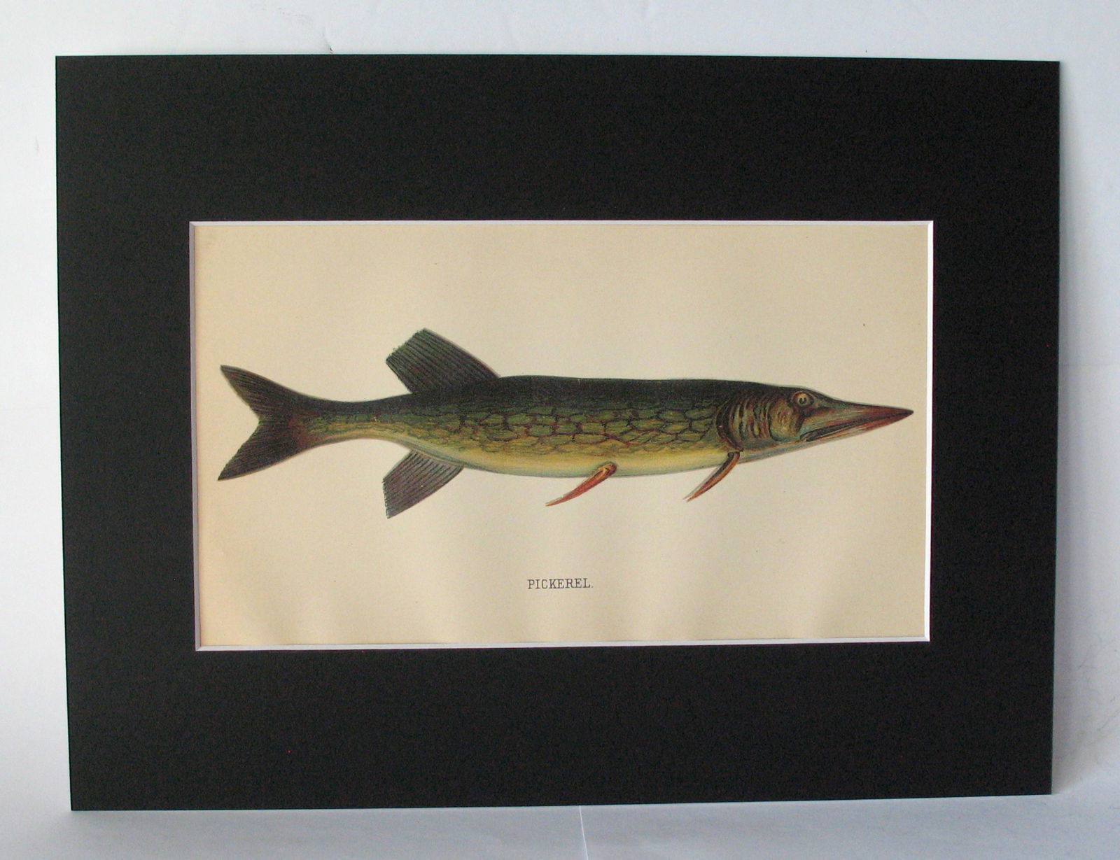 Vintage 1901 colored fish print. (1 of 2)