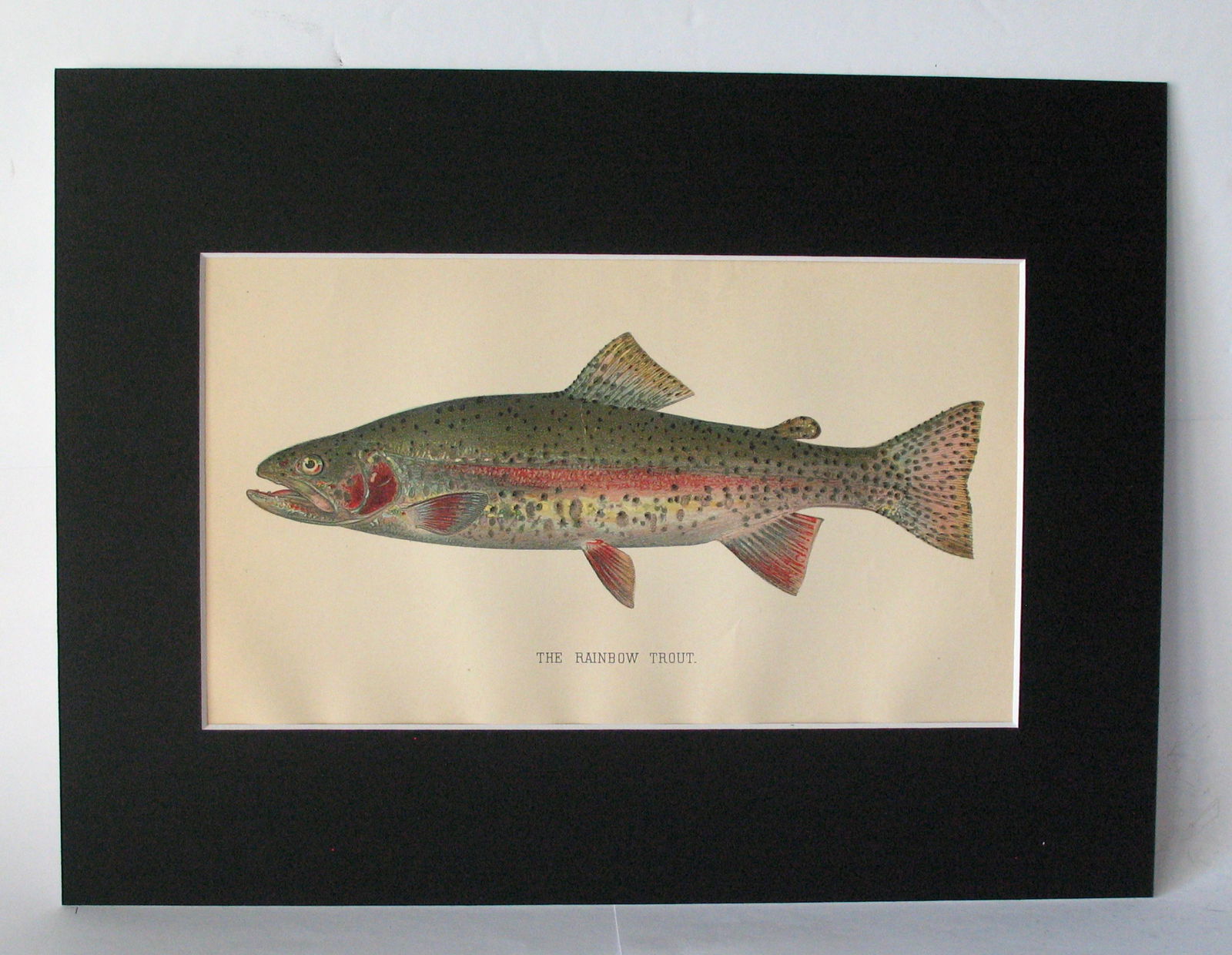 Vintage 1901 colored fish print. (1 of 2)