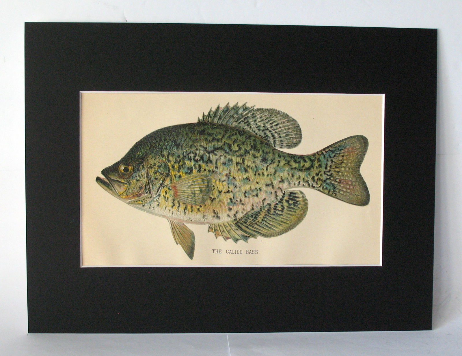 Vintage 1901 colored fish print. (1 of 2)