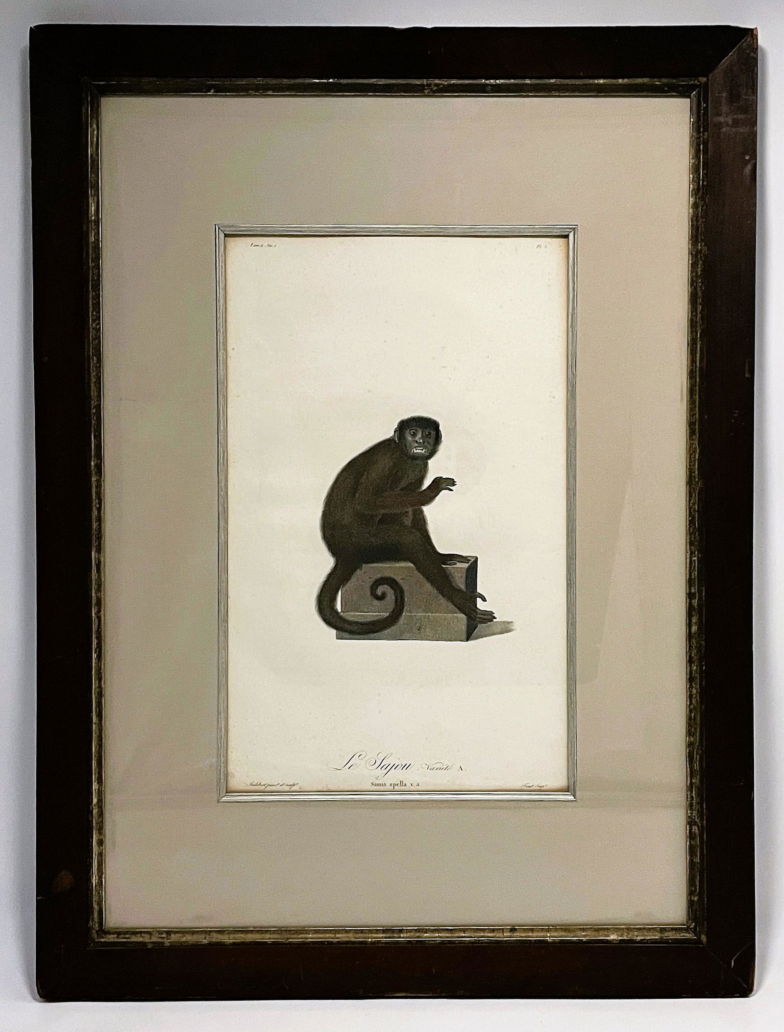JEAN BAPTISTS AUDEBERT MONKEY FRAMED ENGRAVING (1 of 8)