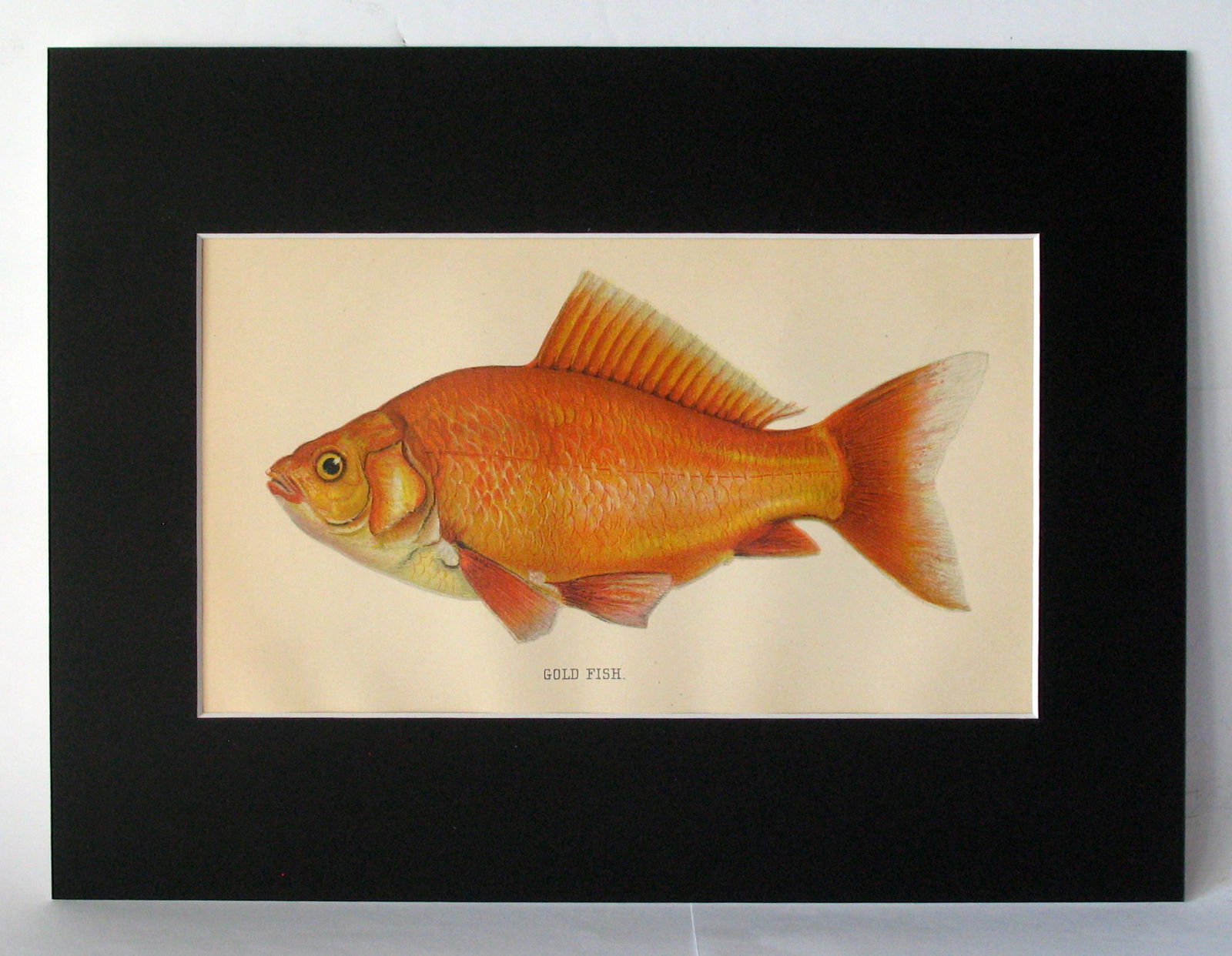 Vintage 1901 colored fish print. (1 of 2)