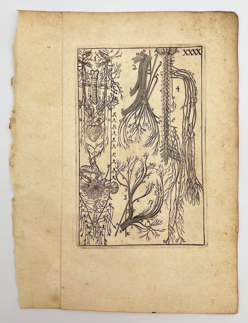 Antique Anatomy Print - Distribution of Spinal Nerves - Philip Verheyen, Belgium (1 of 2)