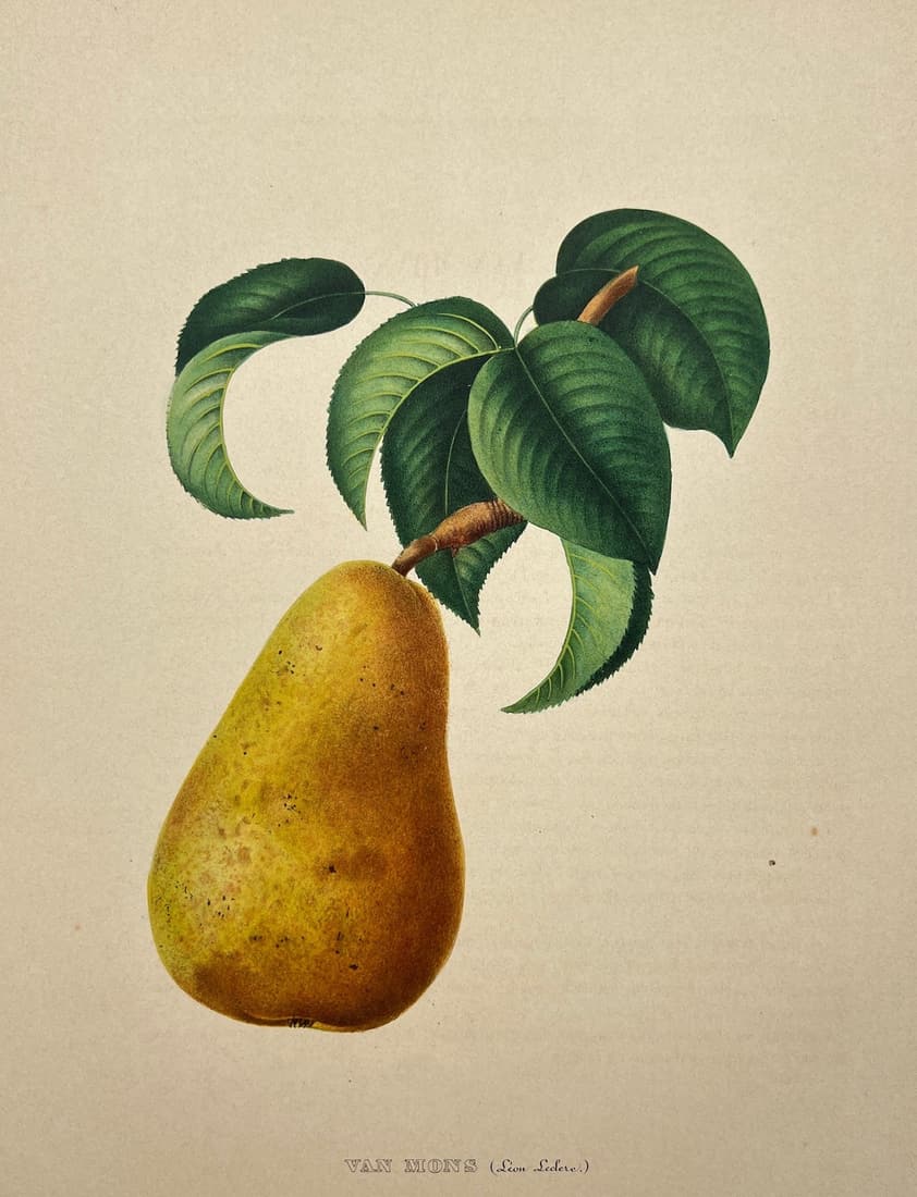 Antique Botanical Print - Annals of Belgian and Foreign Pomology - Van Mons (1 of 1)