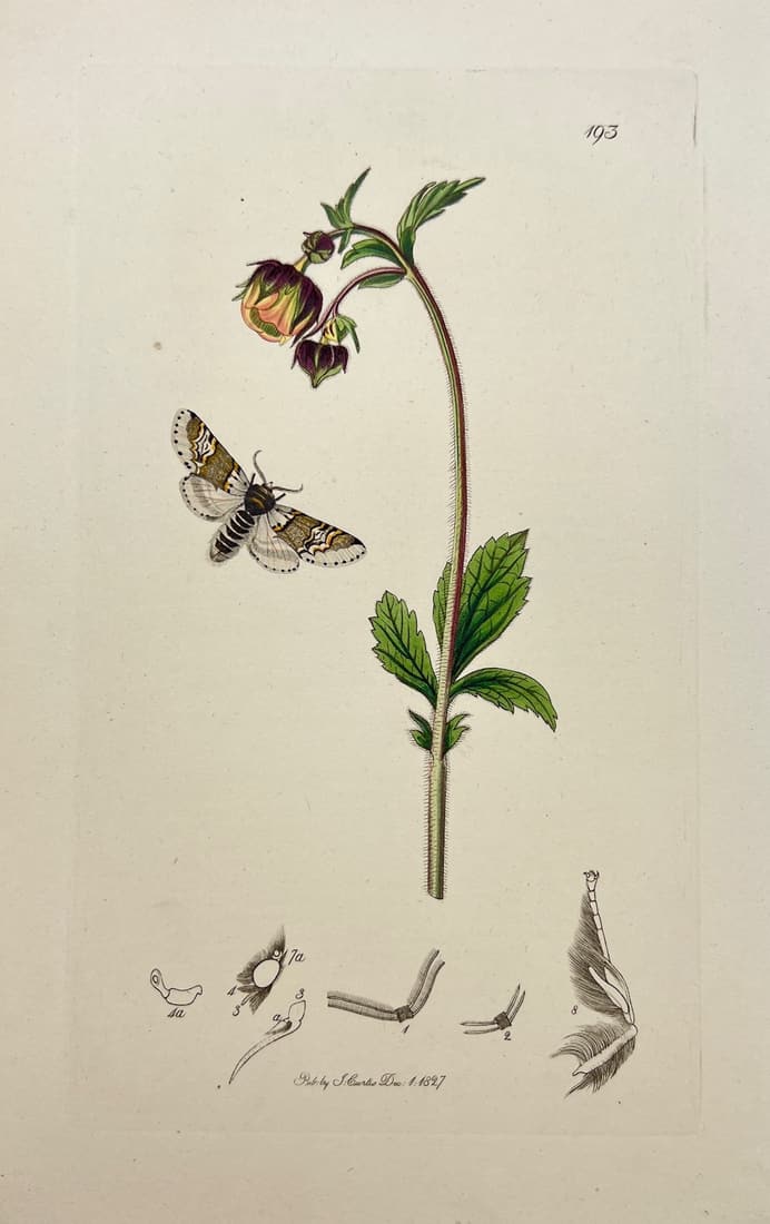 Antique Print - Purple Avens - Cerura Vinula - Geum Rivale - Curtis - 1827: Title/Artist: Antique Print - Purple Avens - Cerura Vinula - Geum Rivale - Curtis - 1827 Description: Print originates from "British Entomology" written by John Curtis. It is subtitled Being Illustrat