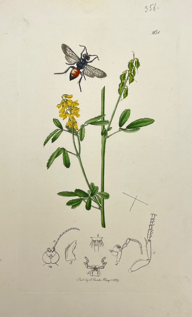 Antique Print - Astata Victor - Medicago Falcata - Insect - John Curtis - 1829: Title/Artist: Antique Print - Astata Victor - Medicago Falcata - Insect - John Curtis - 1829 Description: Print originates from "British Entomology" written by John Curtis. It is subtitled Being Illus