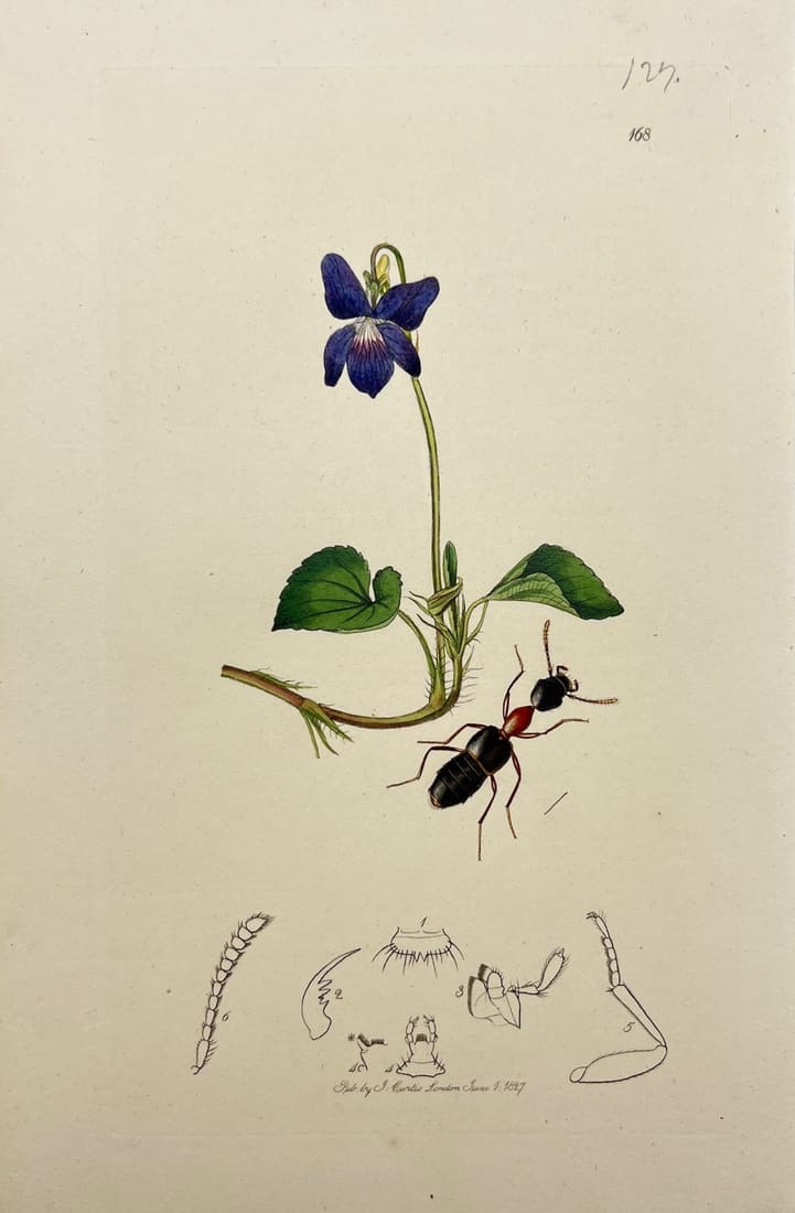 Antique Print - Rugilus - Viola canina - Entomology - Curtis - Insect - 1827: Title/Artist: Antique Print - Rugilus - Viola canina - Entomology - Curtis - Insect - 1827 Description: Print originates from "British Entomology" written by John Curtis. It is subtitled Being Illustr