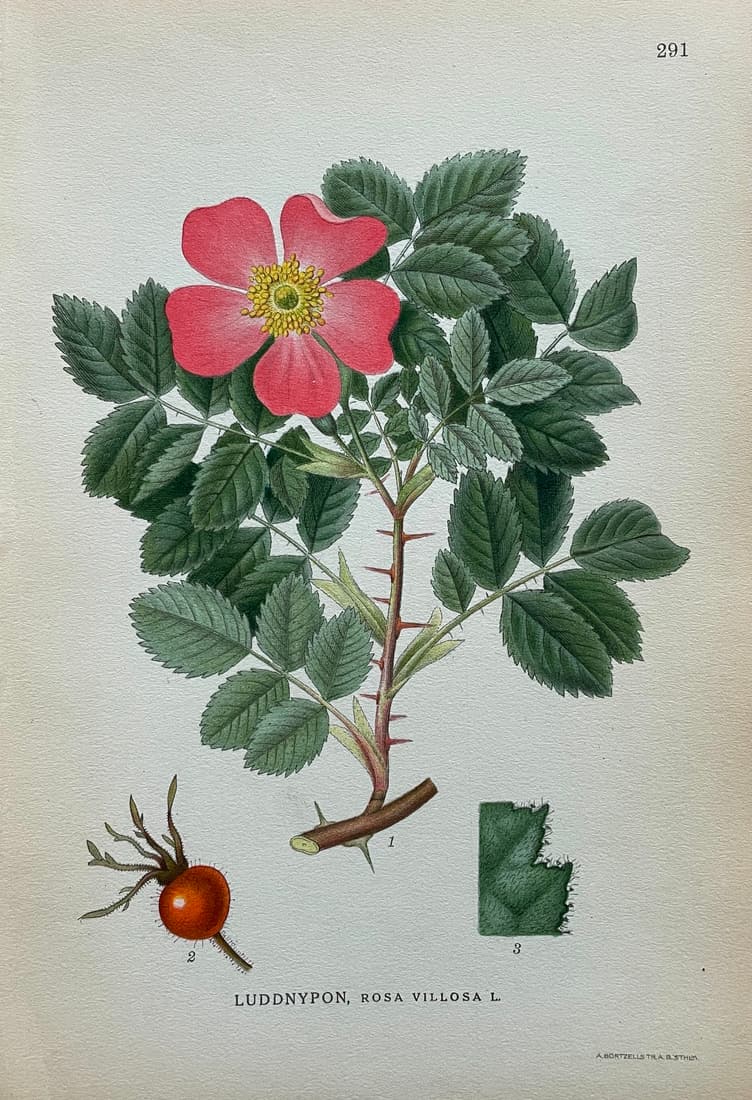 Antique Chromolithography Print - Botanical Art - Rosa Villosa - Apple Rose (1 of 2)