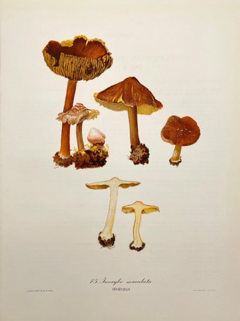 Vintage Print - Mushroom Art - Inosperma Maculatum - Inocybe Maculata - France: Title/Artist: Vintage Print - Mushroom Art - Inosperma Maculatum - Inocybe Maculata - France Description: Magnificent mycology print originates from ”Nouvel Atlas des Champignons” by Henri