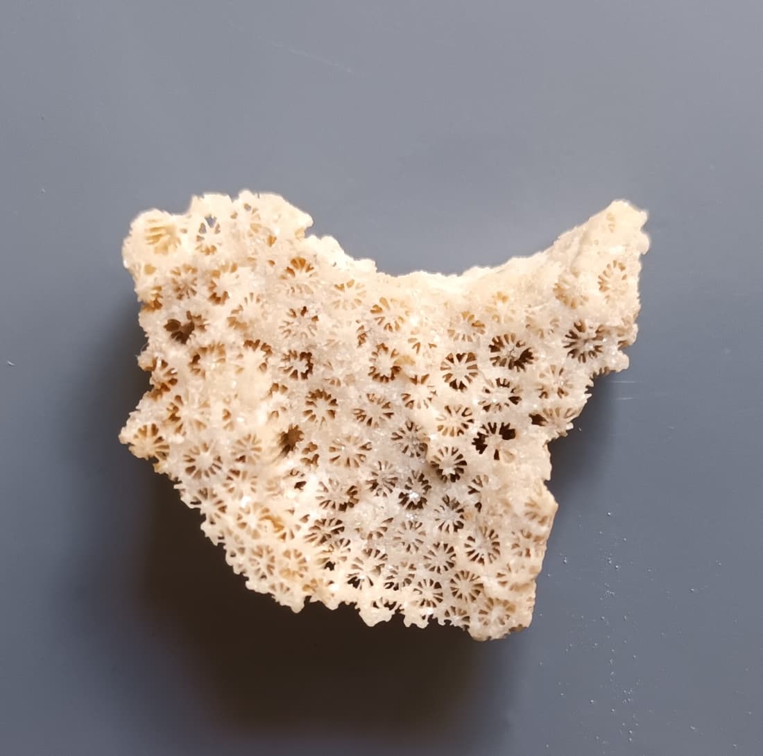 CORAL FOSSIL: Title: CORAL FOSSIL Origin: Panglao, Bohol, Visayas, Philippines Size: 3x2.5x1 cm / 10 gram Description: calcite crystals replacing fossil corals Reserve: $4.00 Shipping: Domestic: Flat-rate of $6.00