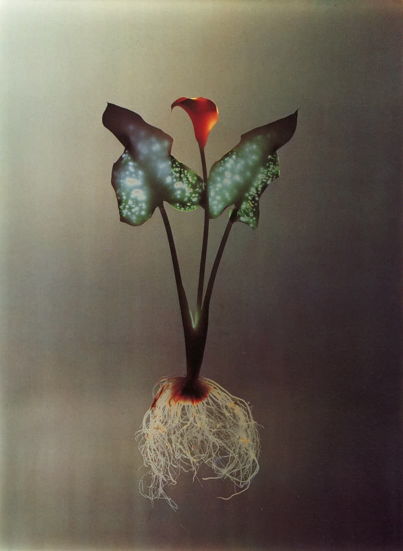 ADAM FUSS - Untitled from "Details of Love", 1992 (1 of 1)