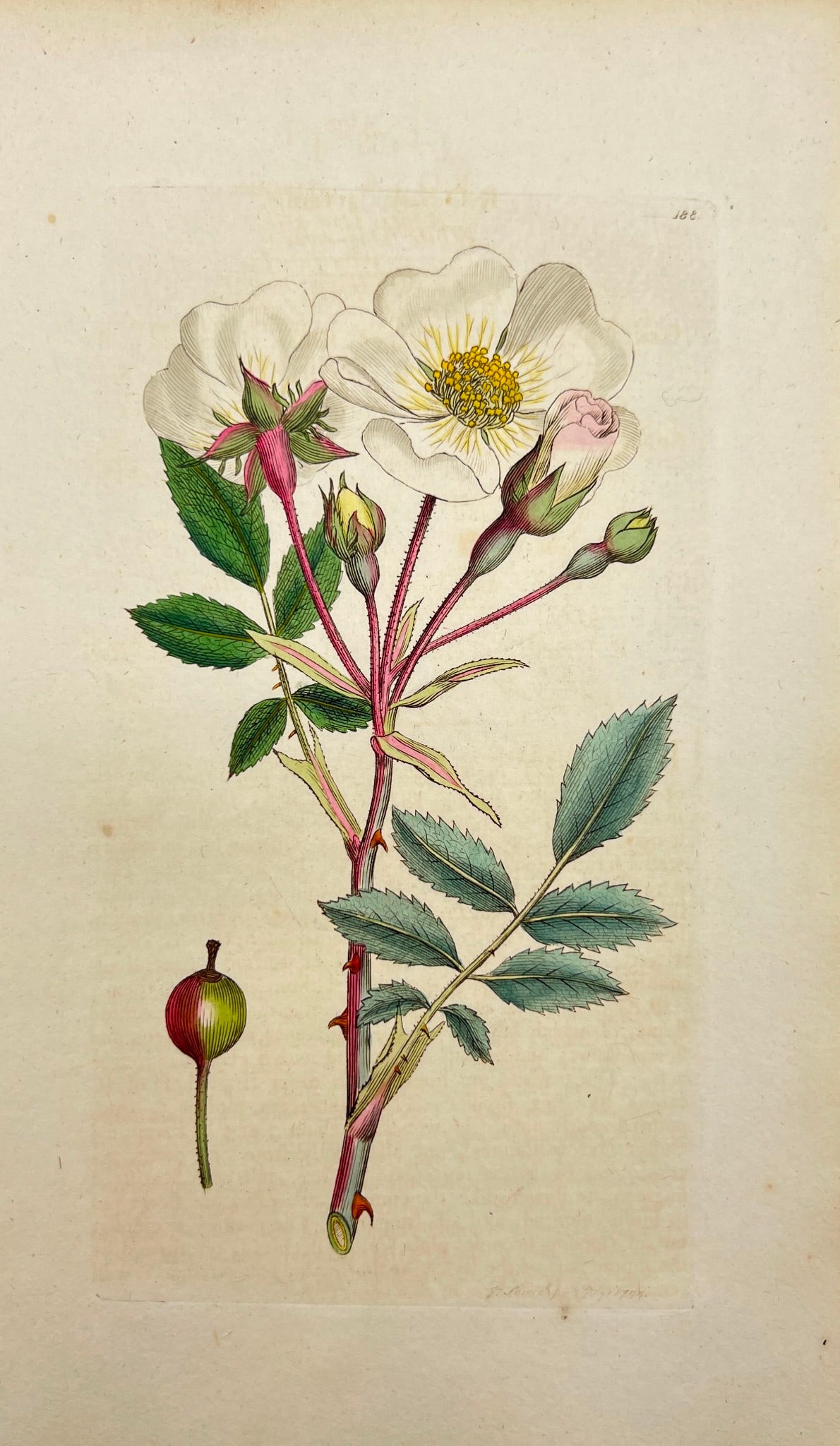 Antique Flower Print - Botanical Art Print - White Dog-rofe - James Sowerby 1814 (1 of 2)