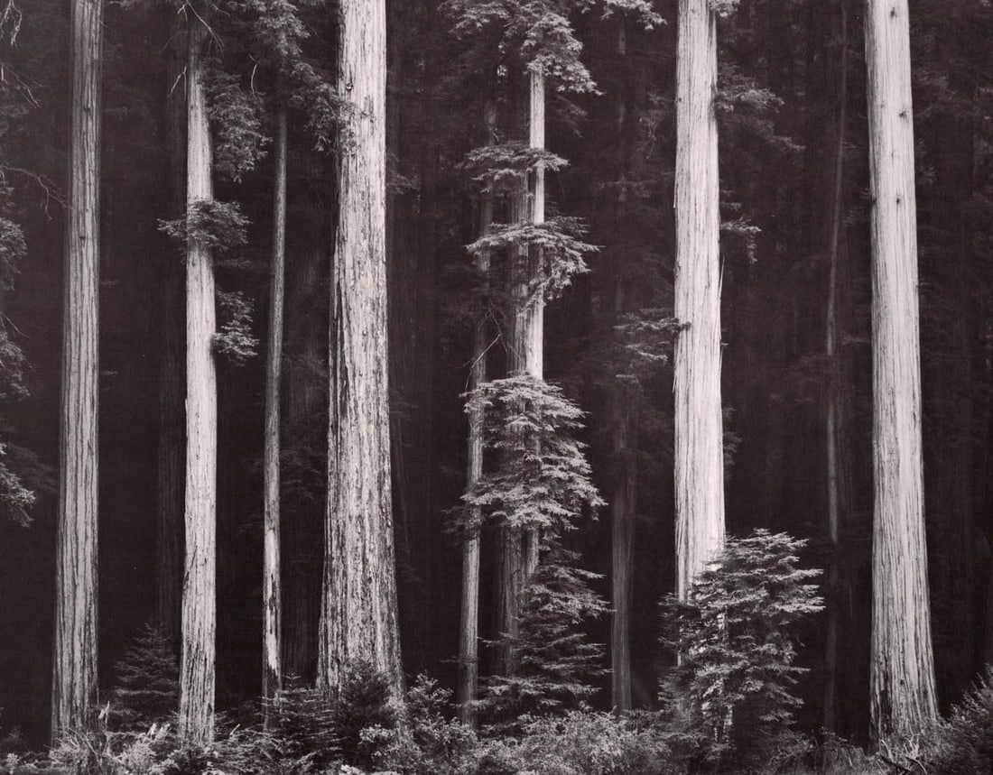 ANSEL ADAMS - Redwoods, Bull Creek Flat, Northern CA, c. 1960 (1 of 1)