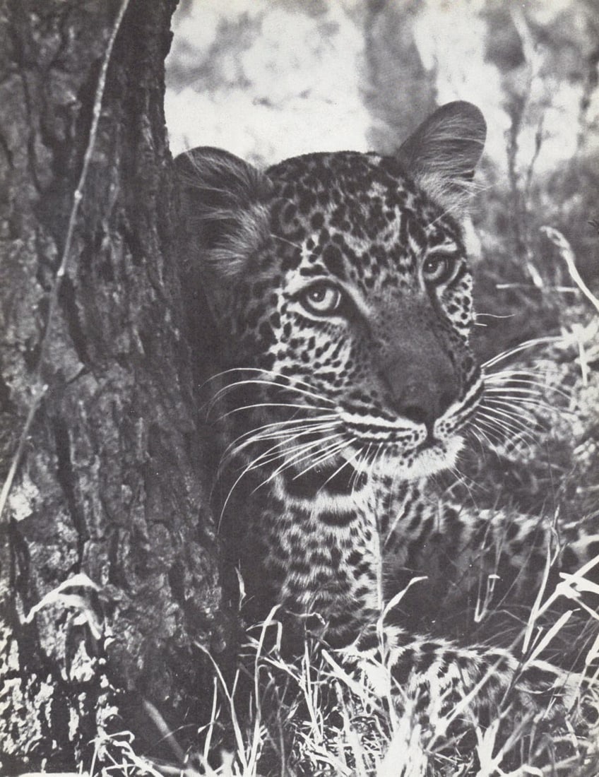 YLLA - Young Leopard: Artist: YLLA Young Leopard Medium: Authentic Vintage photoengraving Printed 1950’s in the UK Image size (inches) approx. 10 x 8” Ylla (1911–1955) was a Hungarian photographer who spe