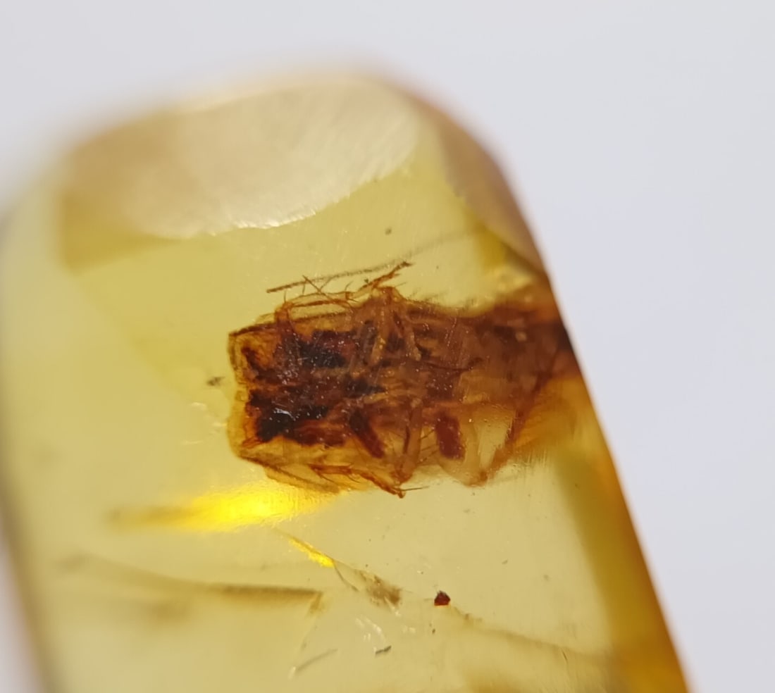 100 Mill Years Old Burmite Amber With Ant: Title: 100 Mill Years Old Burmite Amber With Ant Origin: Hukawang Valley, Kachin State, Myanmar Size: 2.05x1.1x0.3 cm / 0.55 gram Additional Information: Yellow burmite amber with ant Reserve: $13.00 