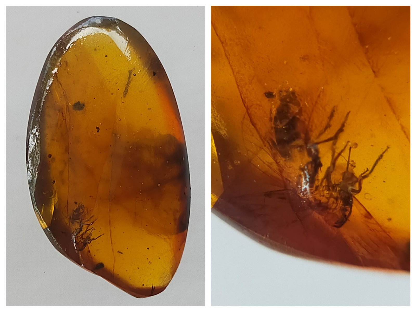 100 MILL YEARS OLD BURMITE AMBER WITH CICADA (1 of 5)