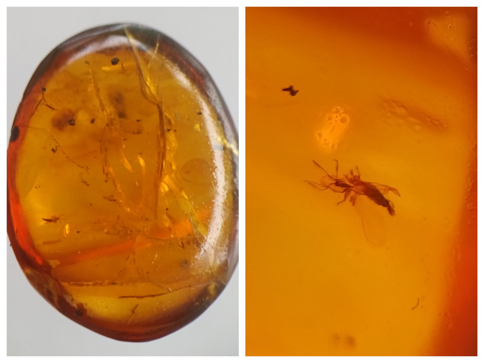 100 MILL YEARS OLD BURMITE AMBER WITH FLY (1 of 5)