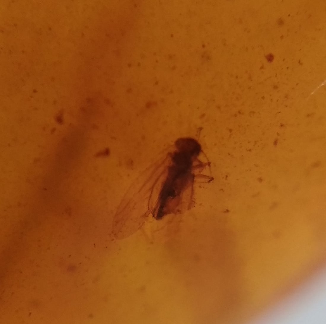 100 Mill. Years Old Burmite Amber With Wasp: Title: 100 Mill. Years Old Burmite Amber With Wasp Origin: Hukawang Valley, Kachin State, Myanmar Size: 1.5x1.35x0.65 cm / 0.84 gram Description: clear light yellow burmite amber with wasp Reserve: $1