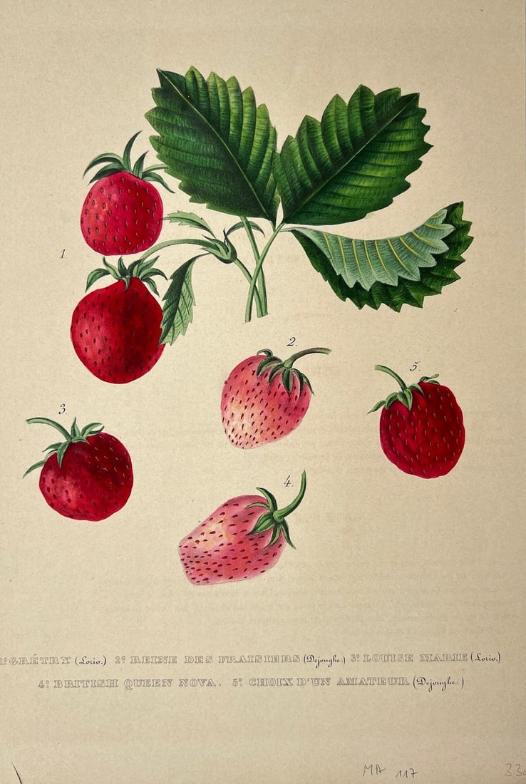 Antique Botanical Print - Pomology - Strawberry Varieties - Image of Strawberry (1 of 2)