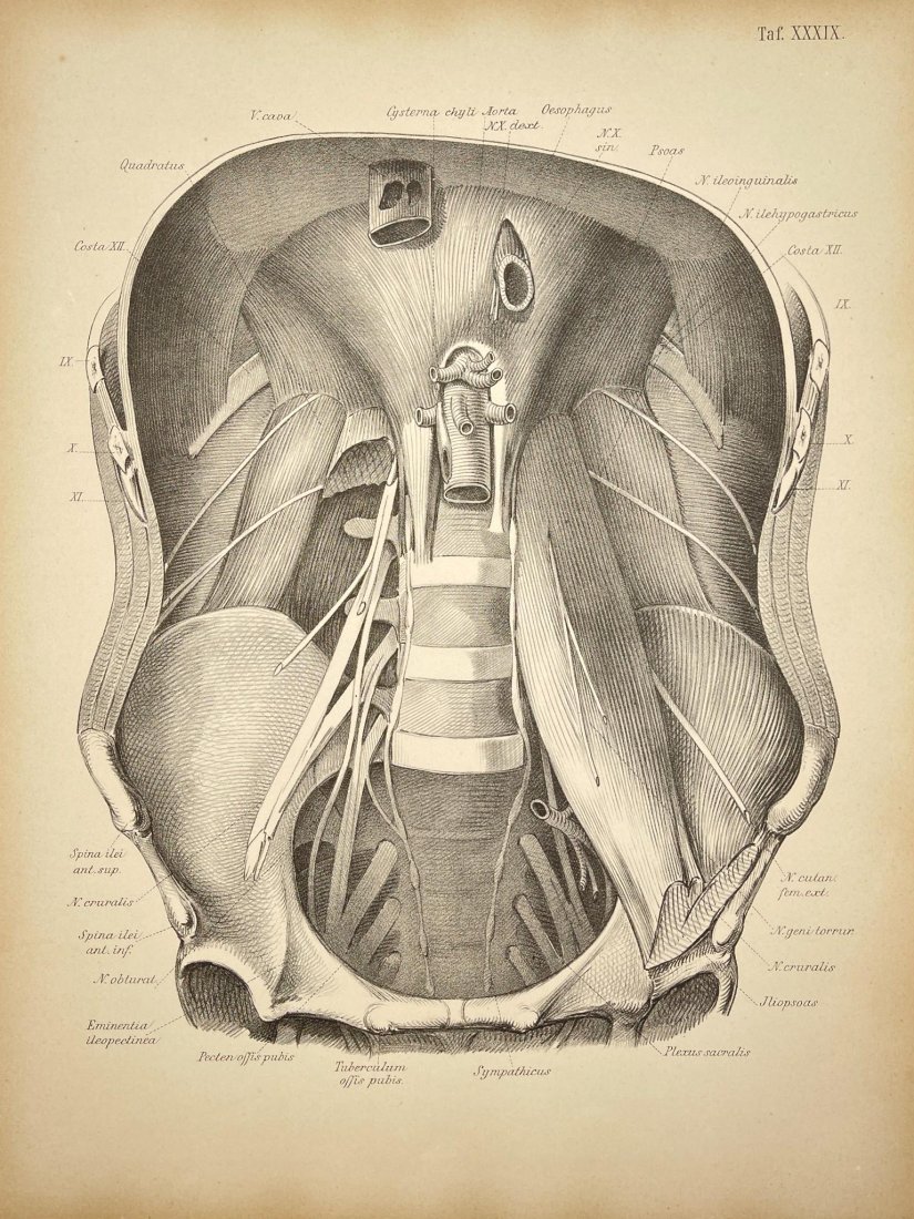 Antique Anatomy Print - Cisterna Chile - Aorta - Germany - Wilhelm Henle: Title/Content: Antique Anatomy Print - Cisterna Chile - Aorta - Germany - Wilhelm HenleDate: 1879Material: PaperDimensions: 16” x 12” inches / 40 cm x 31 cmDescription: Anatomy print origi