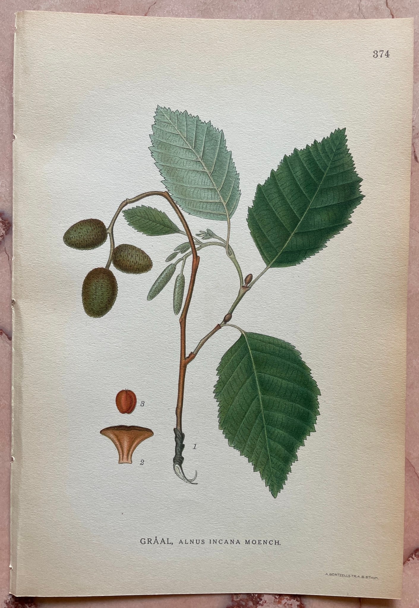 Antique Lithography Print - Botanical Art - Grey Alder - Alnus Incana - Lindman: Title: Antique Lithography Print - Botanical Art - Grey Alder - Alnus Incana - Lindman Date/Period: 1920 Dimensions: 10” x 6” inches / 24 cm x 15 cm Material: Paper Additional Information: