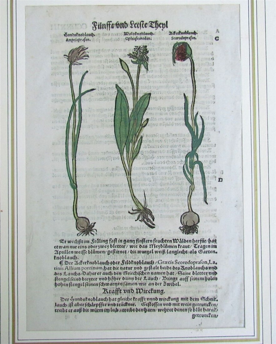 1564 HERBAL LEAF from ADAM LONICER FAMOUS FOLIO antique FRAMED authentic: Size of the leaf 8 by 12" Size of the cardboard frame 13 by 15.5" Very good condition Text in German from Adam Lonicer's " Kreuterbuch, neu zugericht, künstliche Conterfeytunge der Bäume, St