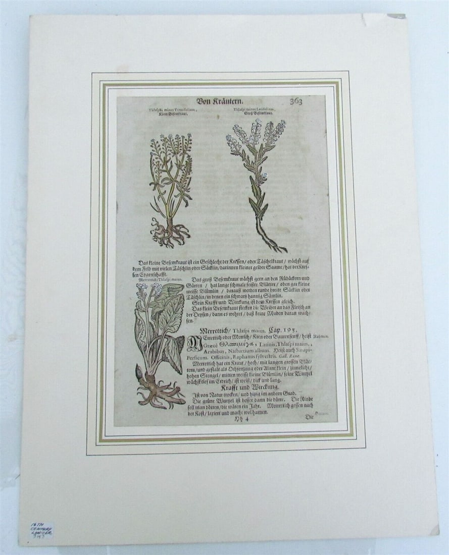 1564 HERBAL LEAF from ADAM LONICER FAMOUS FOLIO antique FRAMED original: Size of the leaf 8 by 12" Size of the cardboard frame 13 by 15.5" Very good condition Text in German from Adam Lonicer's " Kreuterbuch, neu zugericht, künstliche Conterfeytunge der Bäume, St