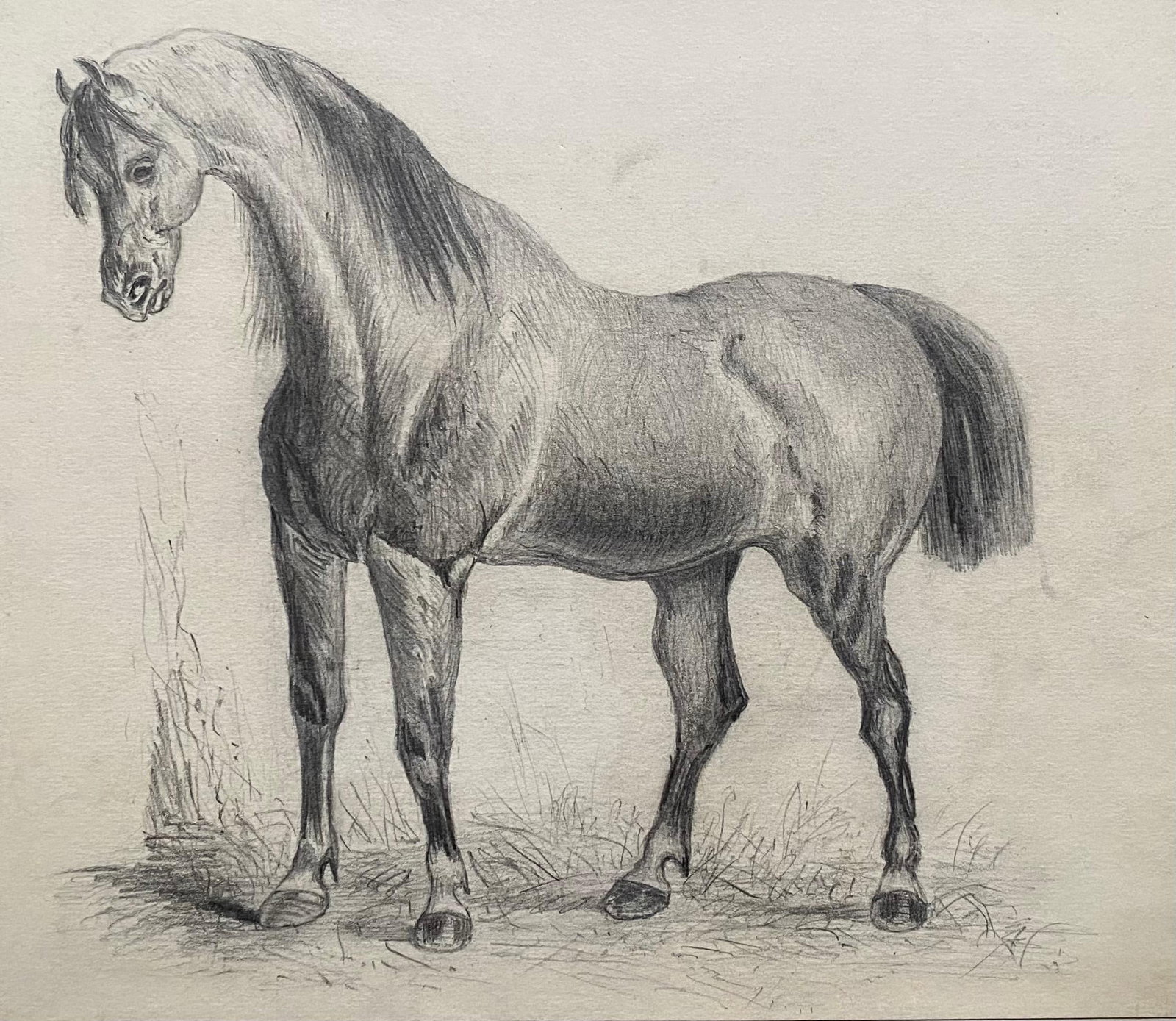 Fine Early 19th Century Classical Horse Study 1800's: Title: Fine Early 19th Century Classical Horse Study 1800's Description: Title: Portrait of a Horse Artist/ School: French School, circle of Jacques-Laurent Agasse (French 1767-1849) Medium: pencil dr