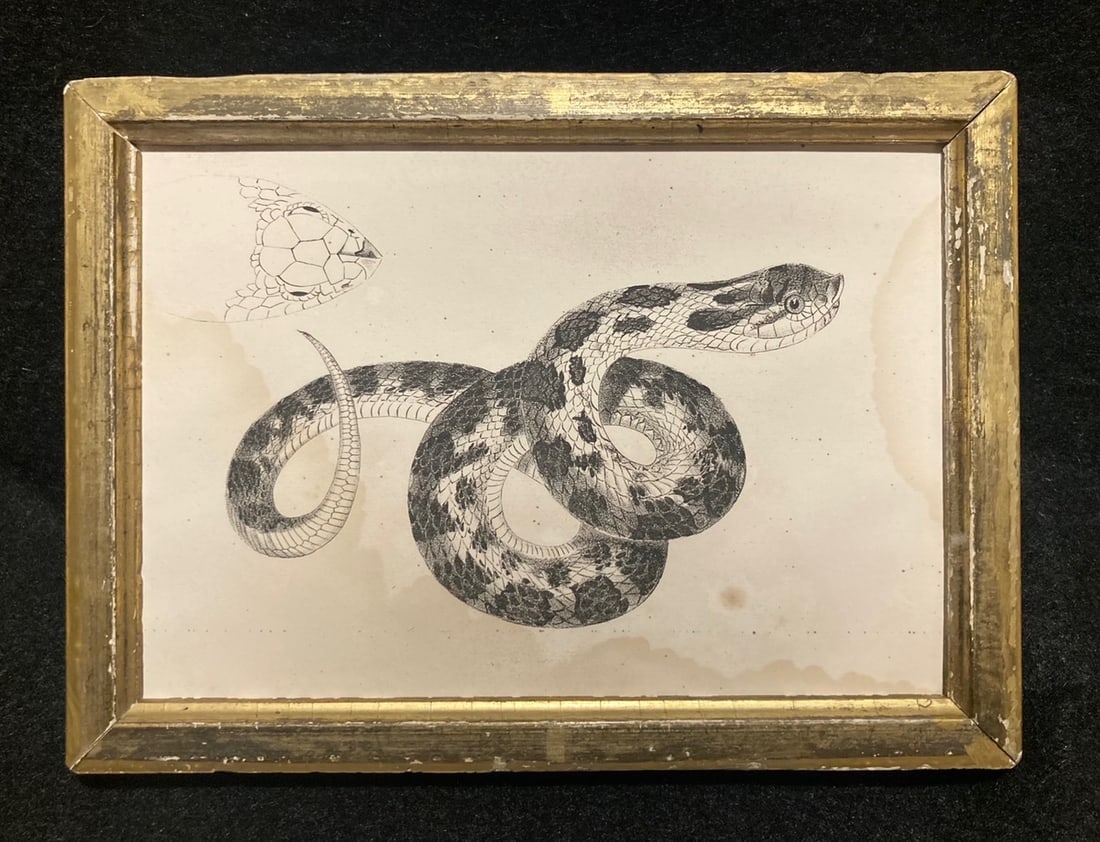 C1840 HOG NOSED SNAKE engraving (1 of 3)