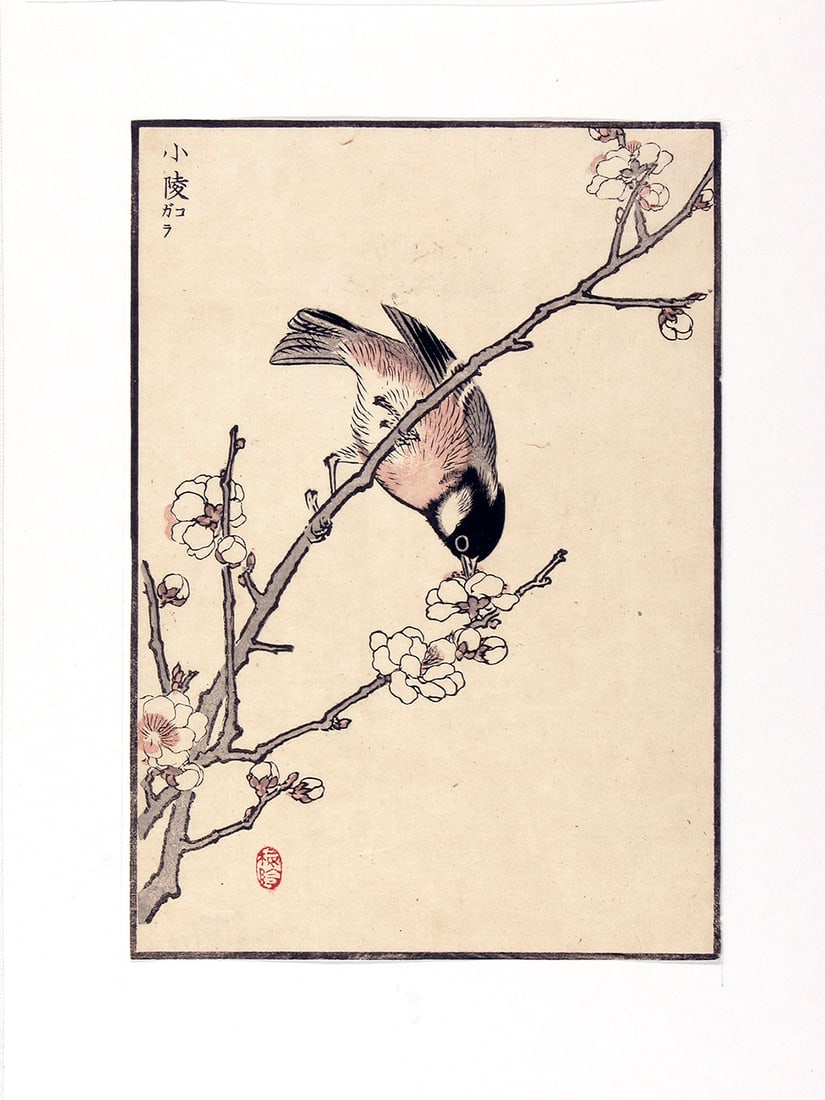 Kono Bairei (1844 - 95): Willow (or Monk) Tit (1 of 1)