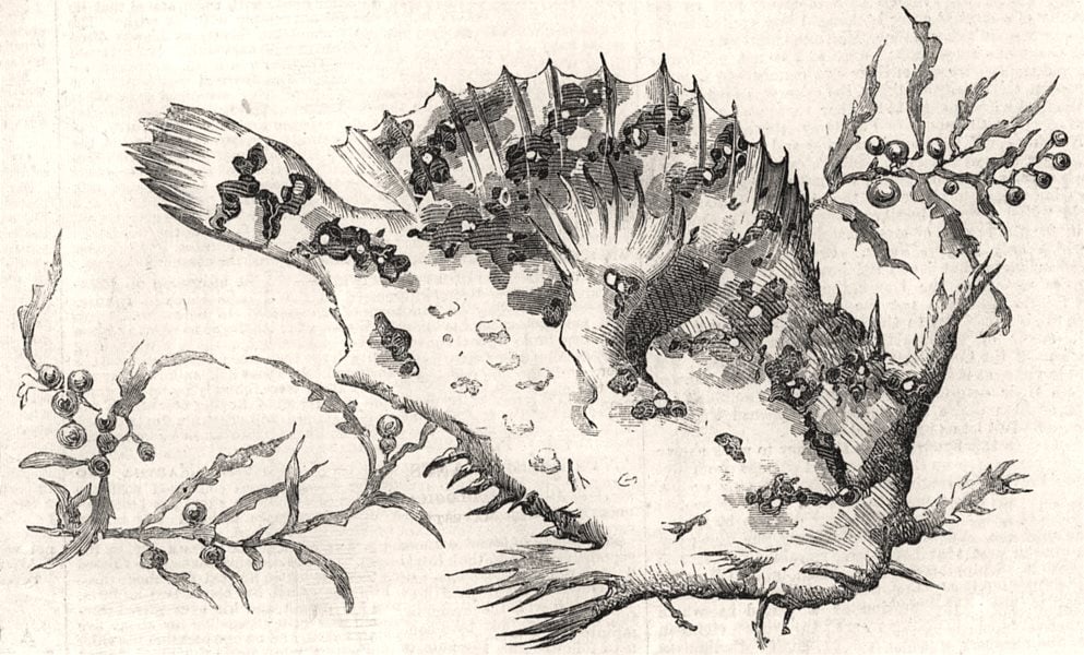 Fish taken in the Gulf weed off St. Thomas's. Caribbean, antique print, 1857: Fish taken in the Gulf weed off St. Thomas's' from The Illustrated London News (1857). Antique engraved print, 9.0 x 15.0cm, 3.5 x 6 inches CAPTION BELOW PICTURE: 'Fish taken in the Gulf weed off St.