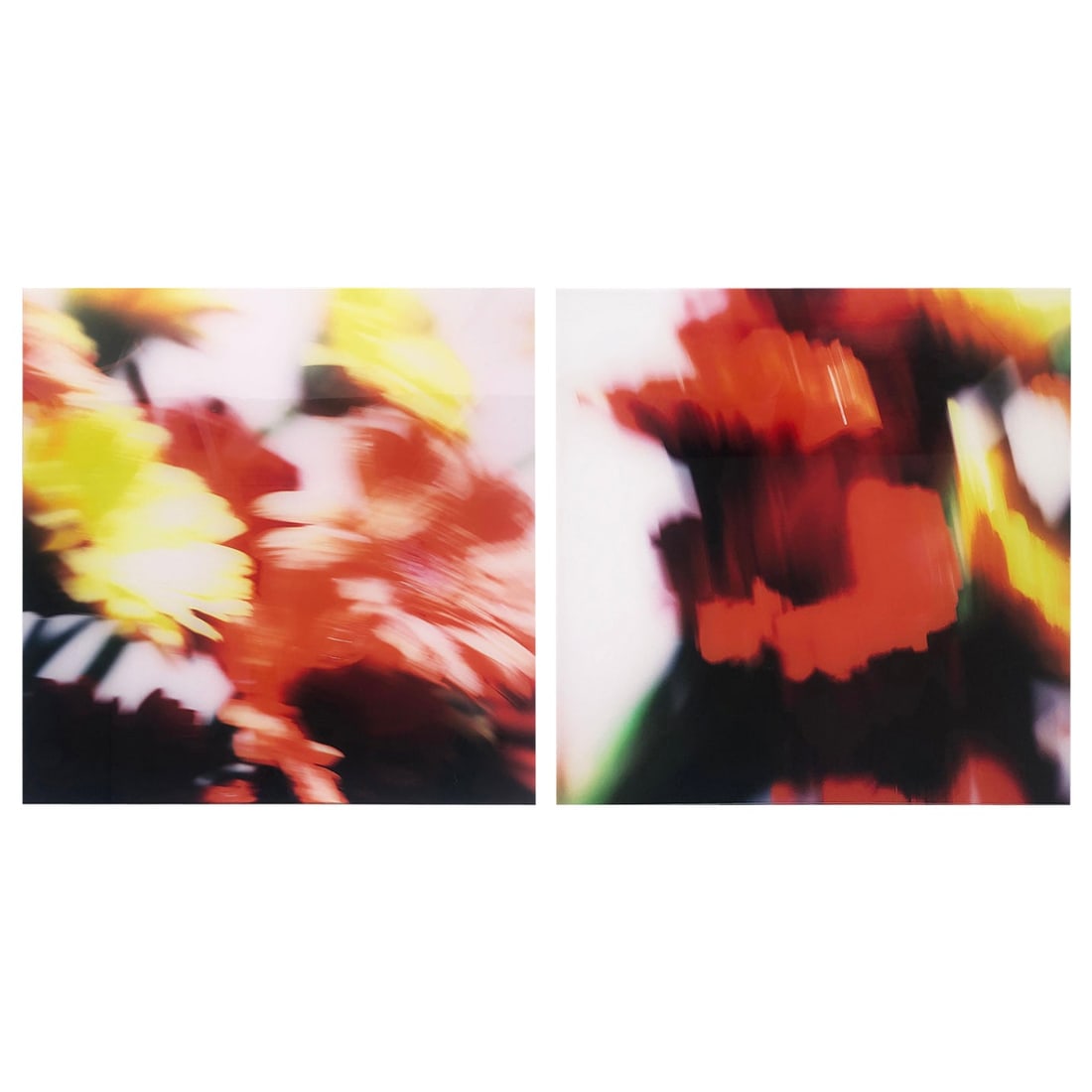 Roberto Dutesco Flowers Chromogenic Photographs, Plexiglass Mounted, Pair: Roberto Dutesco Flowers Chromogenic Photographs, Plexiglass Mounted, Pair Offered for sale is a pair of chromogenic prints of flowers face-mounted to diasec and mounted to aluminum with plexiglass. Th