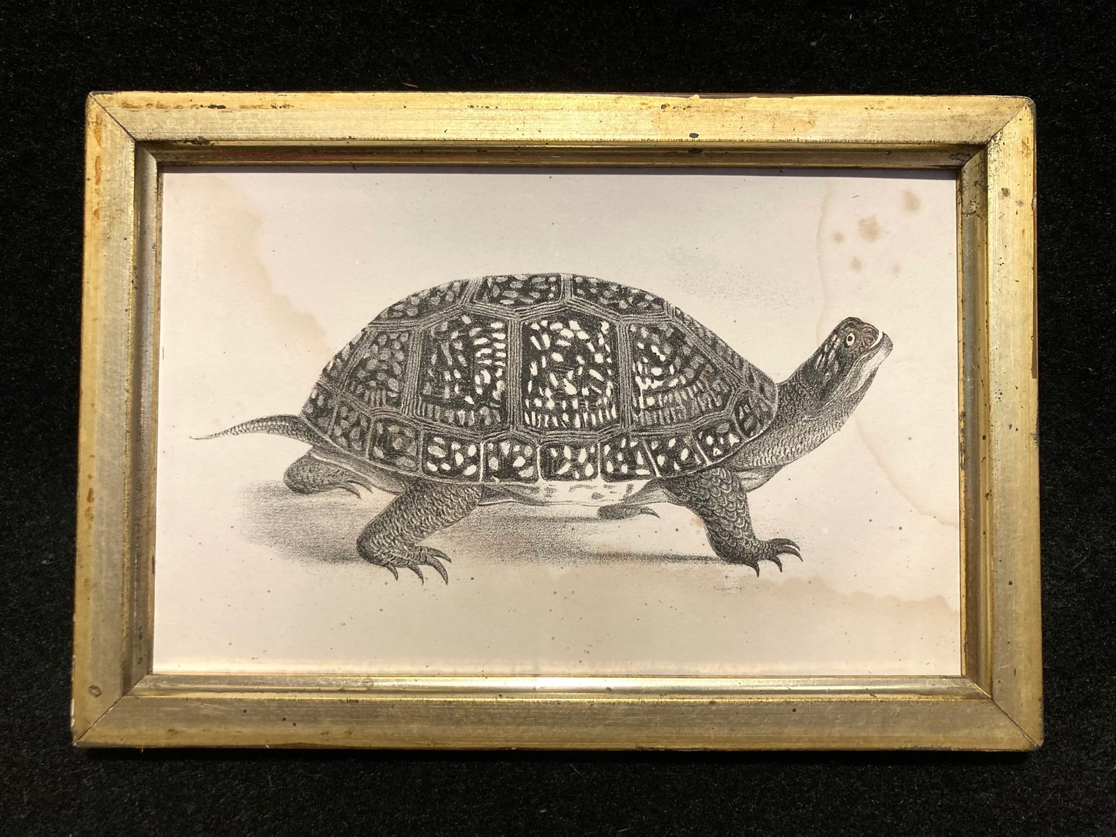 C1840 Blandings Box Turtle engraving (1 of 3)