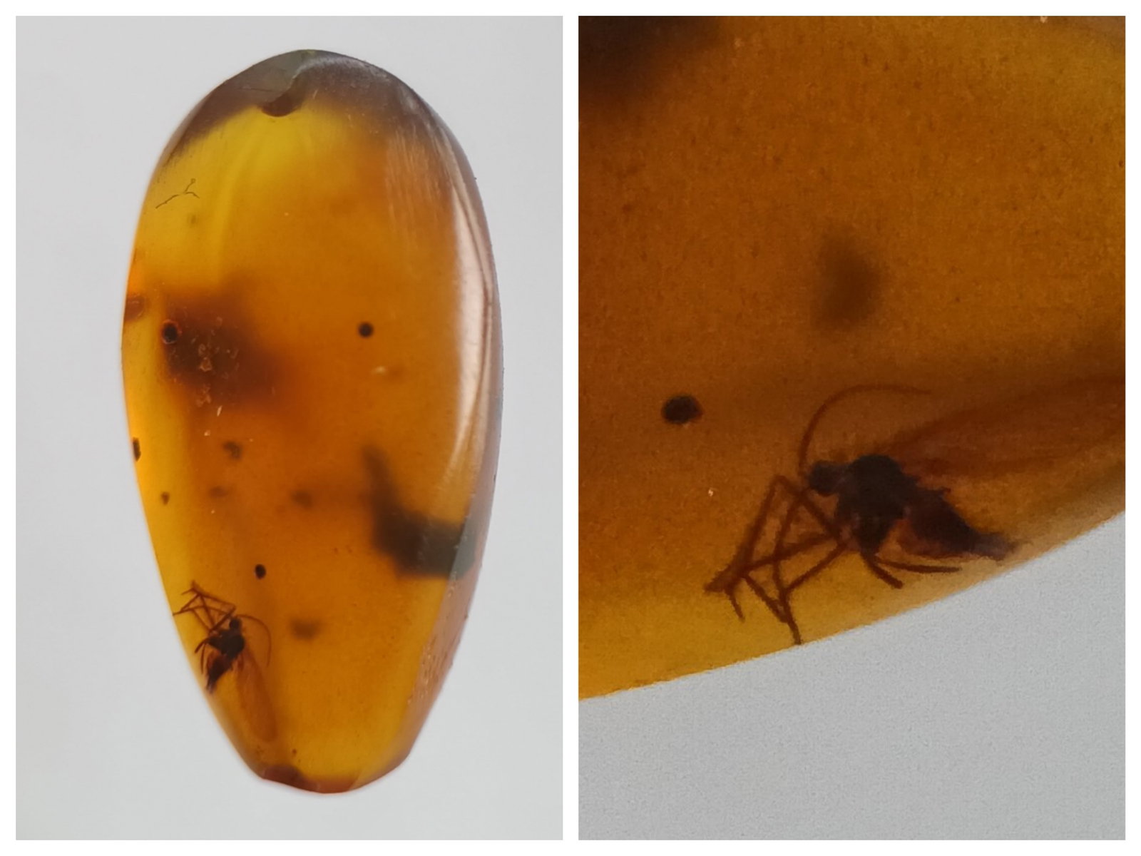 100 Mill. Years Old Burmite Amber With Mosquito & Other Insect: Title: 100 Mill. Years Old Burmite Amber With Mosquito & Other Insect Origin: Hukawang Valley, Kachin State, Myanmar Size: 1.5x0.75x0.5 cm / 0.39 gram yellow burmite amber with mosquito & other insect
