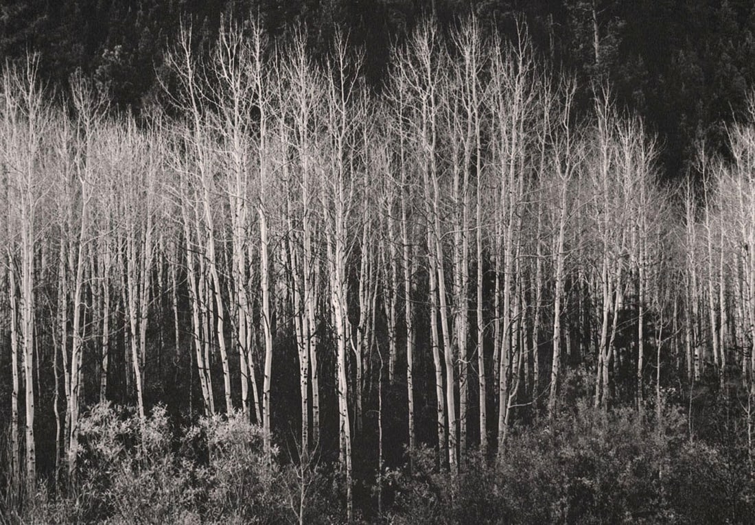 ANSEL ADAMS - Aspens, Autumn,1937: Artist: ANSEL ADAMS Print Title: Aspens, Autumn,1937 Medium: Sheet-fed photogravure Printed 1960’s in the US Image Size: approx. 6.5 x 9.5” Ansel Easton Adams (1902 – 1984),was an Am