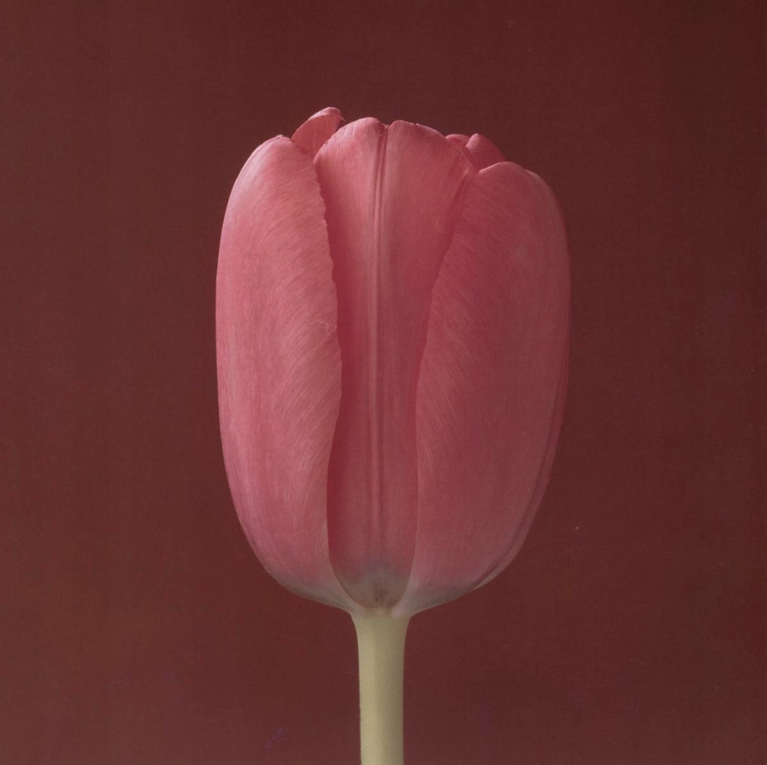 MAPPLETHORPE -Tulip, 1988: Artist: MAPPLETHORPE Print Title: Tulip, 1988 Medium:Photo-lithograph Printed 1990s in Italy Image size (inches) approx. 9 x 9” Robert Mapplethorpe was an American photographer, known for his st