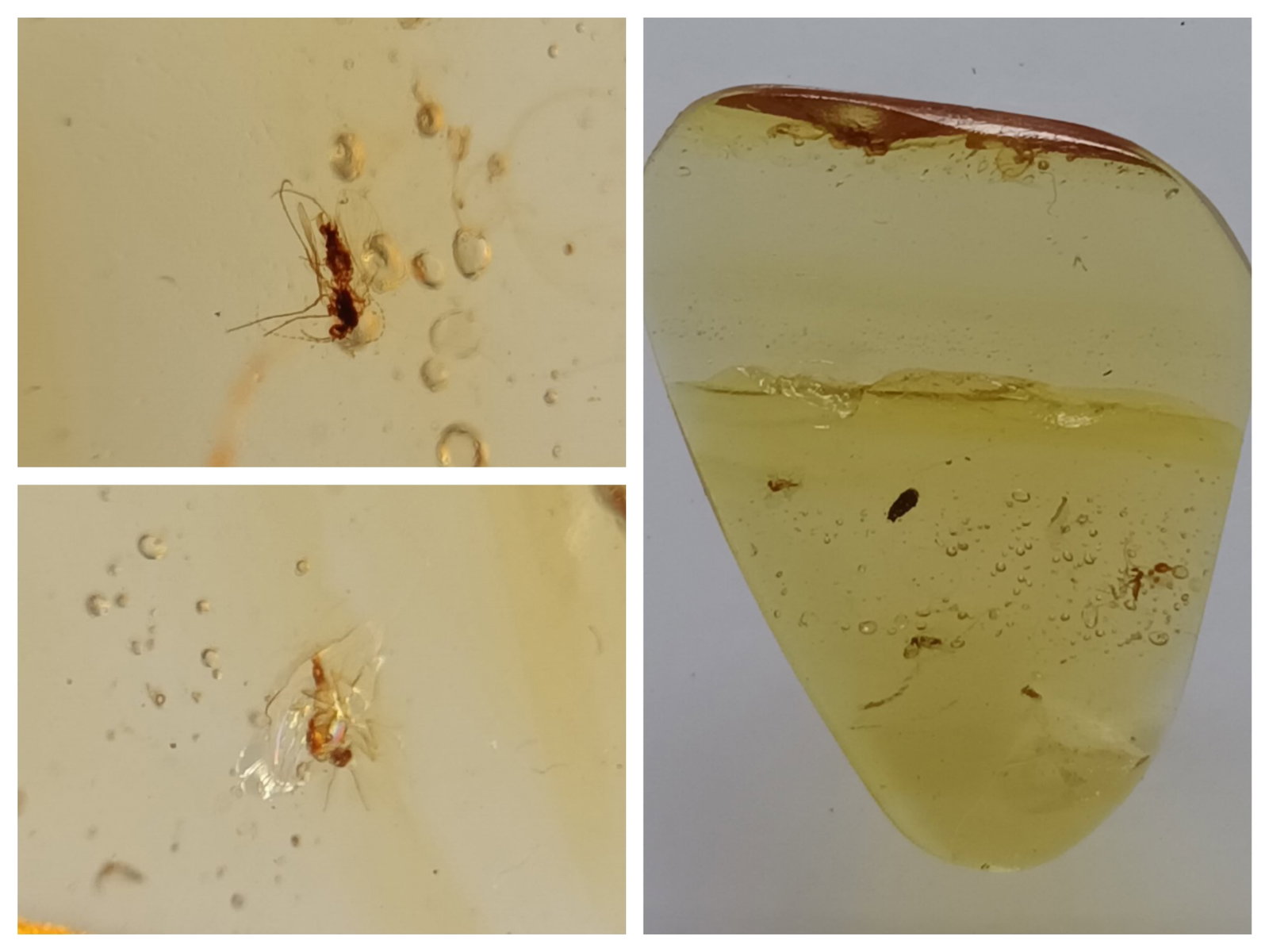 100 Mill. Years Old Burmite Amber With 2 Mosquitoes: Title: 100 Mill. Years Old Burmite Amber With 2 Mosquitoes Origin: Hukawang Valley, Kachin State, Myanmar Size: 1.8x1.2x0.25 vm / 0.72 gram Description: clear light yellow burmite amber with 2 mosquit