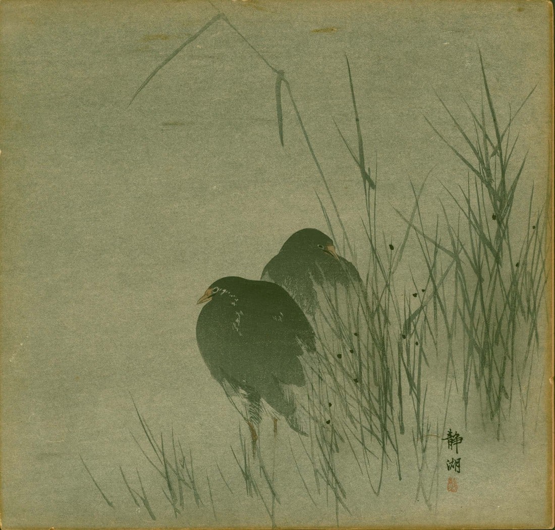 Okuhara Seiko - Moorhens in Reeds - 1900 1st: Artist: Okuhara Seiko (1837–1913) Title: Moorhens in Misty Reeds Printing Date: 1900 or earlier Medium: Japanese woodblock print Size/Format: Shikishiban. 9.75 x 9.25 inches. Publisher: Matsuki 