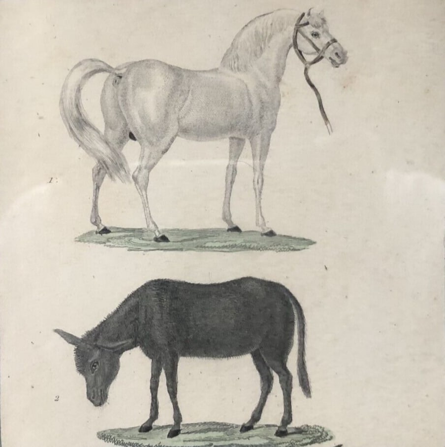 Vintage Original Engraving signed Horse and Donkeys (1 of 3)