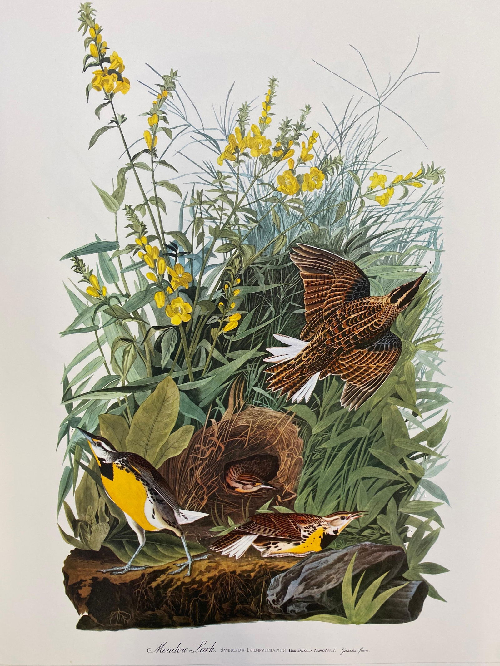 Large Classical Bird Colour Print after John James Audubon - Meadow Lark 20th century (1 of 20)
