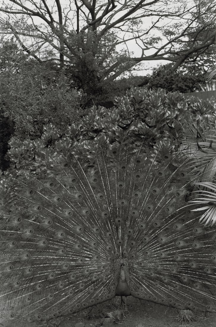 LEE FRIEDLANDER - Honolulu, 1977: Artist: Lee Friedlander Title: Honolulu, 1977 Medium: Photo Litho, 1989, USA Dimensions: 6.15x9.25" Description: Heat Wax Mounted on 11x14" Conservation Board Artist Bio: Lee Friedlander (1934) is an