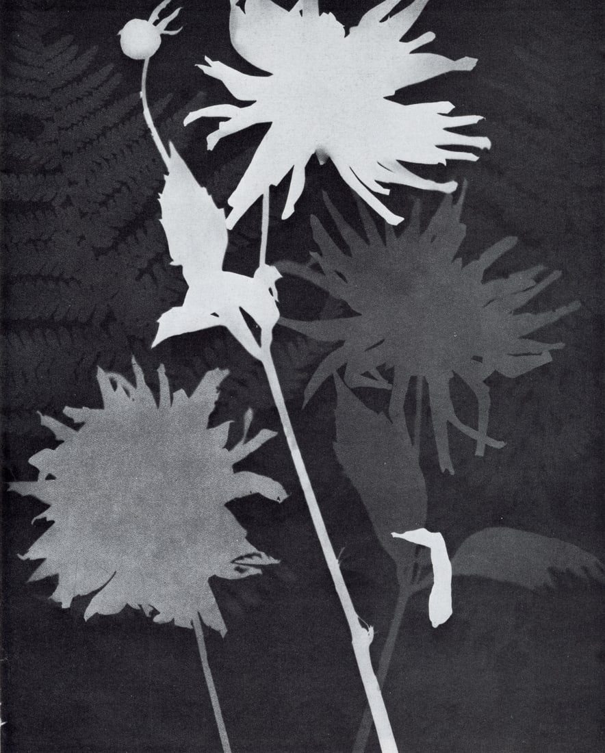 MAN RAY - Rayograph (1 of 1)